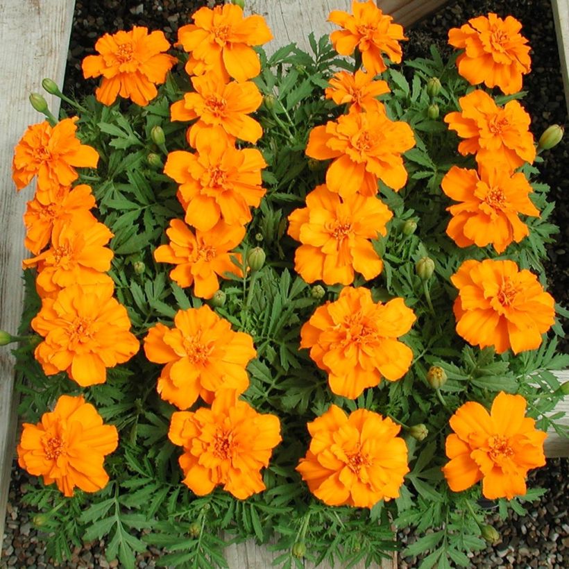 Tagetes patula Queen Orange (Porto)