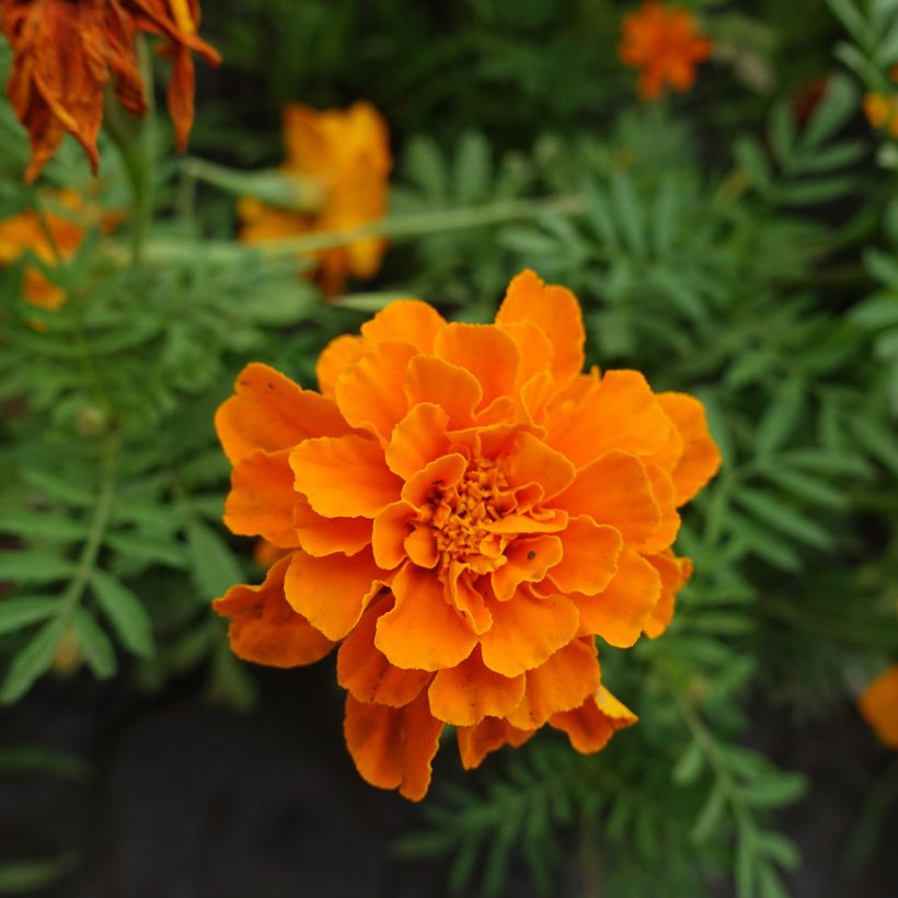 Tagetes patula Durango Tangerine - Tagete (Fioritura)