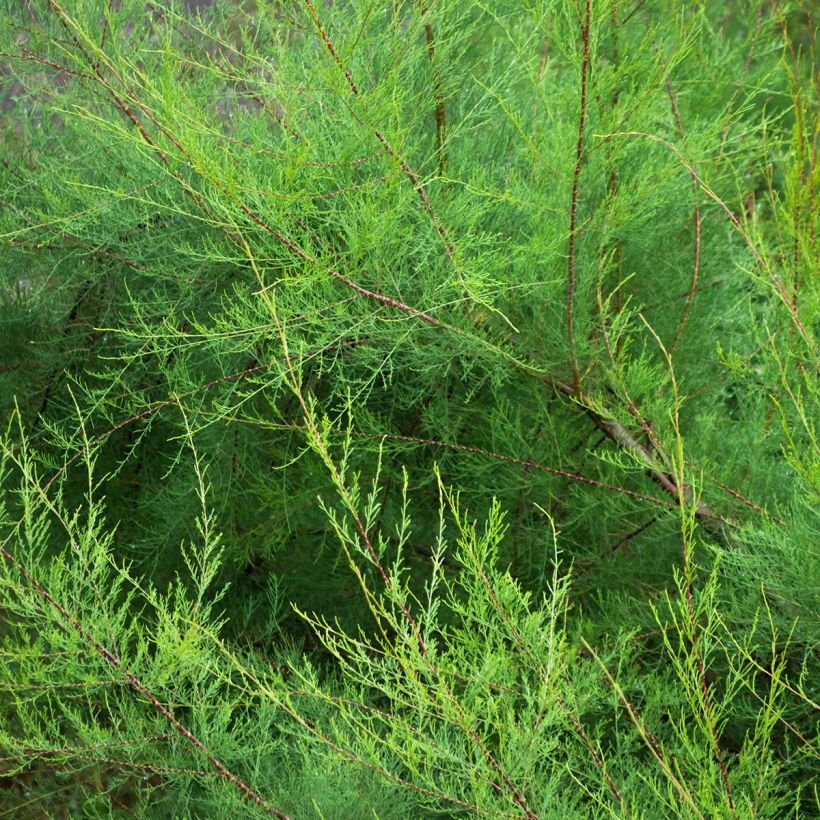 Tamarix gallica - Tamerice comune (Foliage)