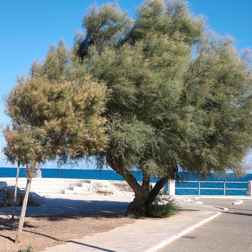 Tamarix gallica - Tamerice comune (Plant habit)