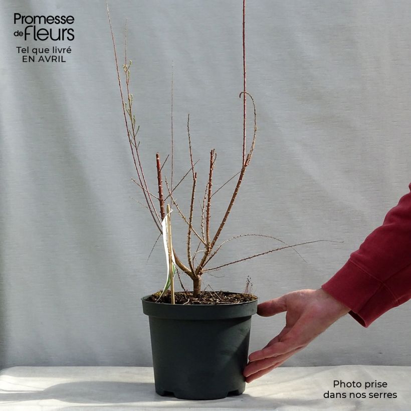 Tamarix ramosissima Pink Cascade - Tamerice Vaso da 2L/3L esemplare consegnato in primavera