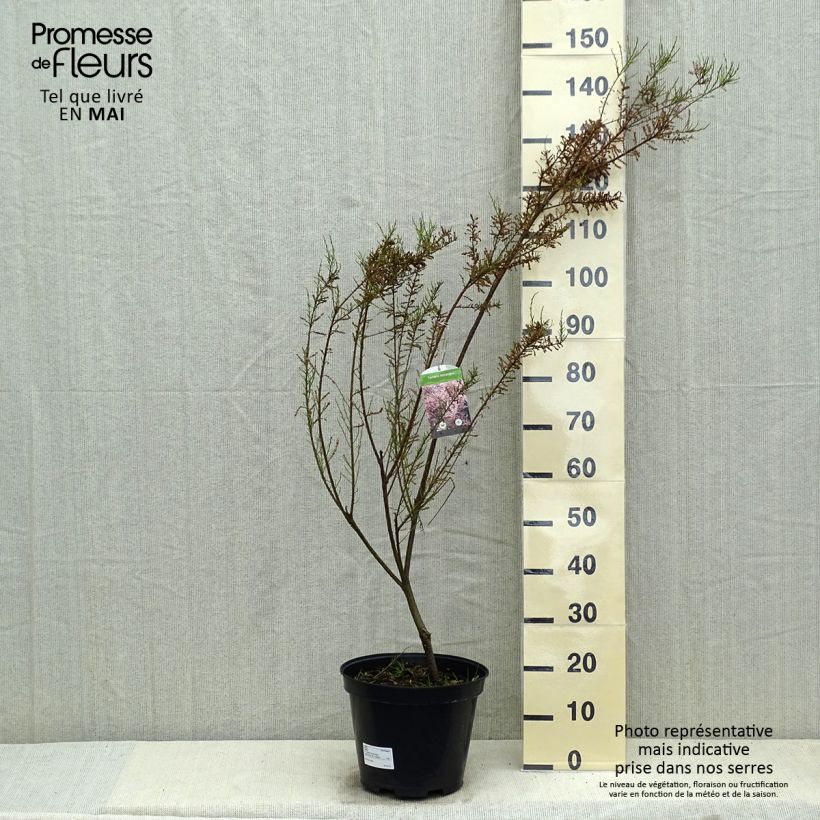 Example of Tamarix tetrandra - Tamerice tetrandra Vaso da 4L/5L as you get in printemps