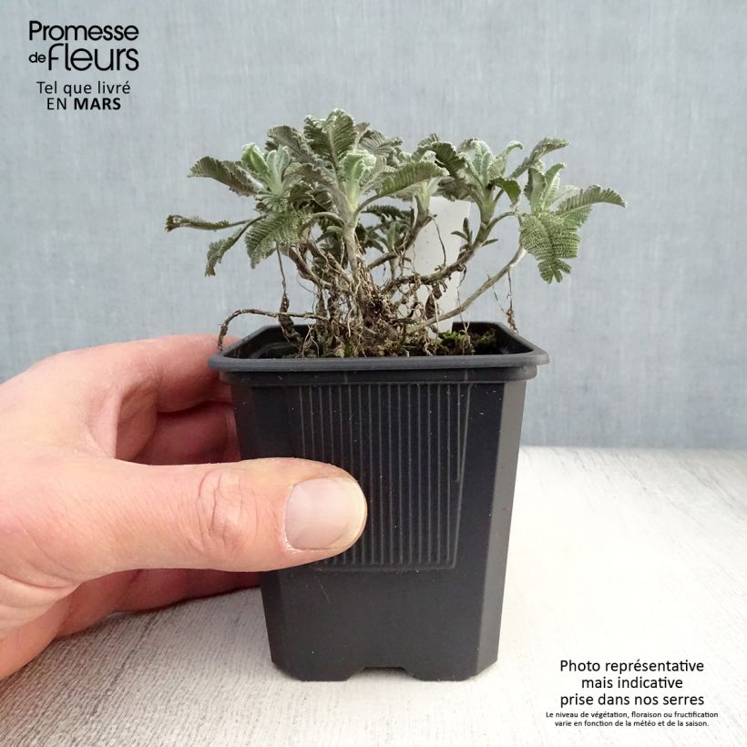 Example of Tanacetum haradjanii - Tanaceto Vasetto da 7/8 cm as you get in printemps