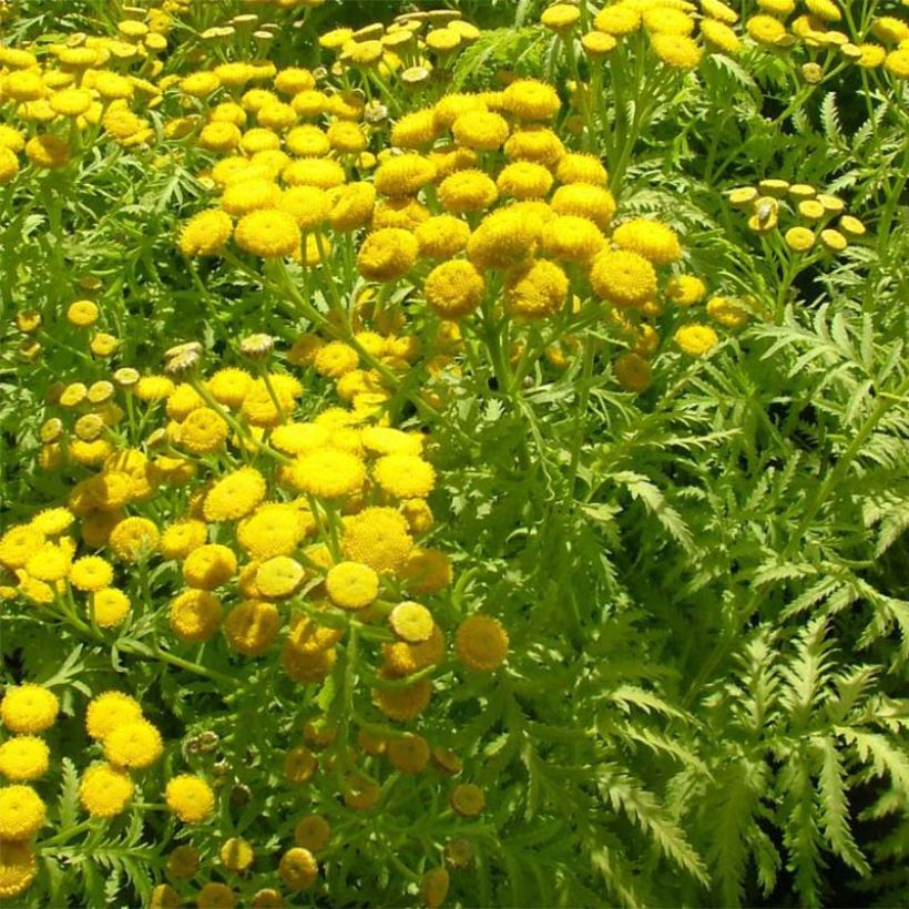 Tanacetum vulgare Isla Gold - Erba-amara selvatica (Fogliame)
