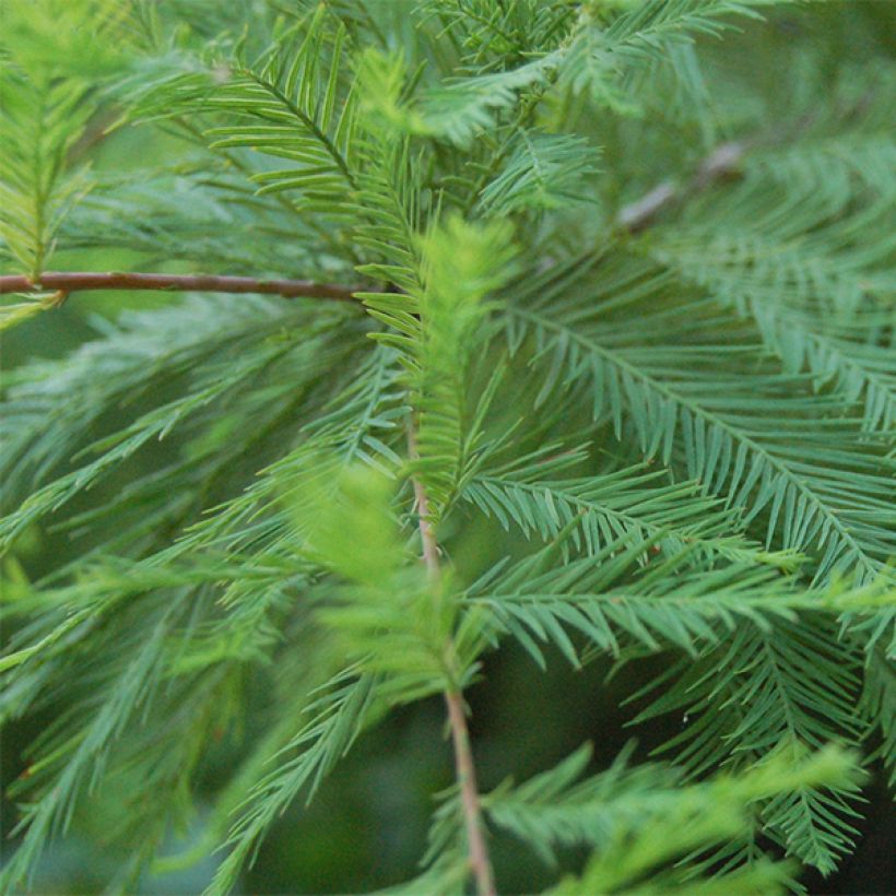 Taxodium distichum - Cipresso delle paludi (Foliage)