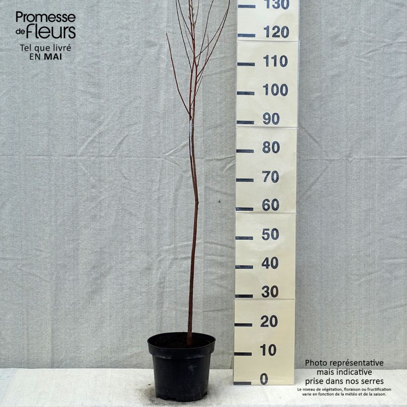 Example of Taxodium distichum - Cipresso delle paludi Vaso da 3L/4L as you get in printemps