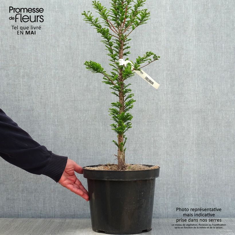 Example of Taxodium distichum Pevé Minaret - Cipresso delle paludi Vaso da 6L/7L as you get in printemps