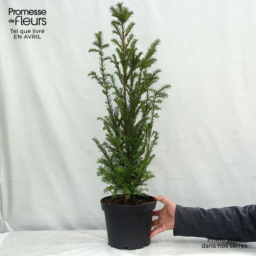 Taxus baccata - Tasso comune Vaso da 4L/5L esemplare consegnato in primavera