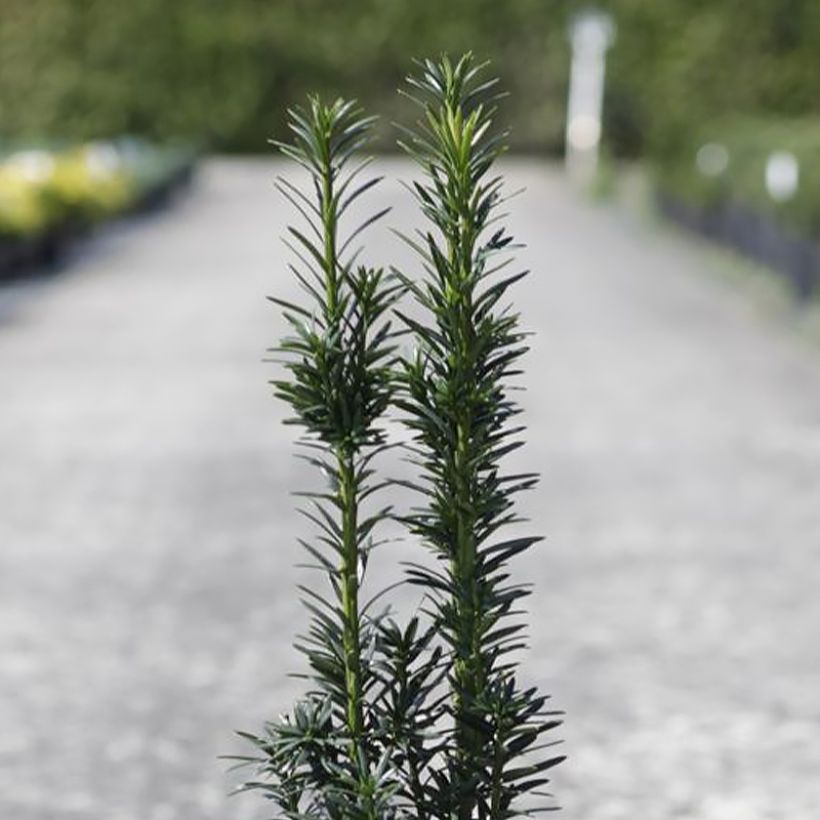 Taxus baccata fastigiata Black Tower - Tasso comune (Foliage)
