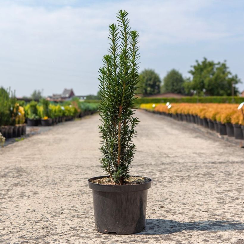 Taxus baccata fastigiata Black Tower - Tasso comune (Plant habit)