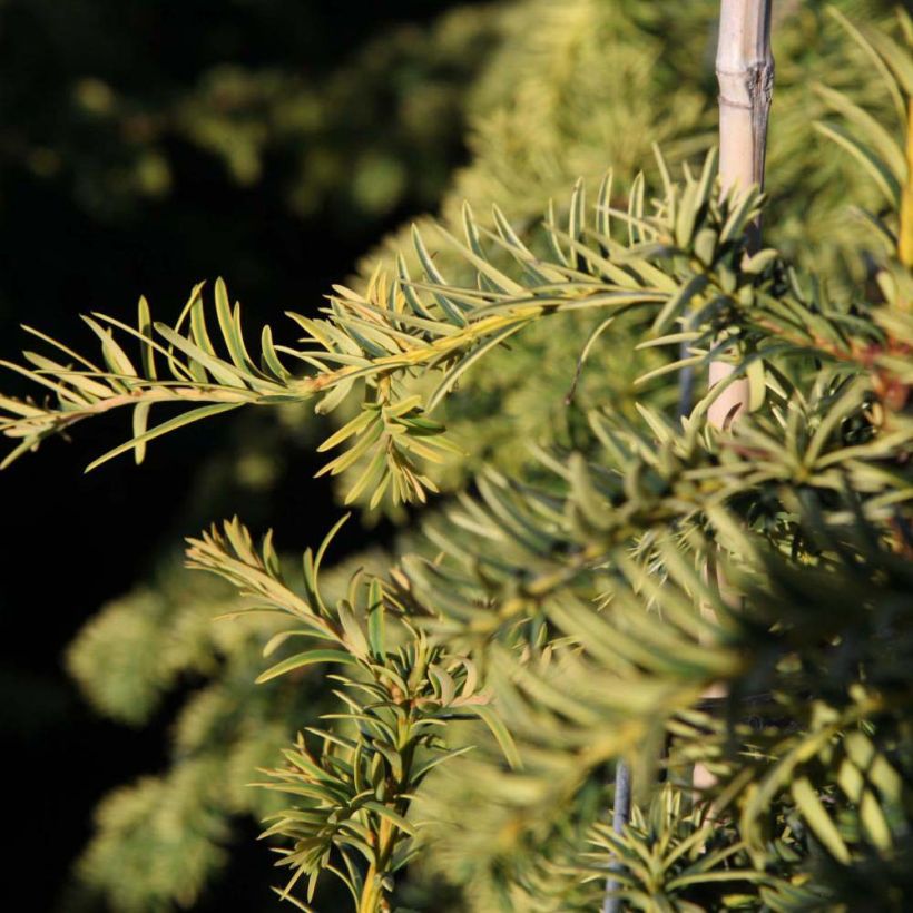 Taxus baccata Dovastonii Aurea - Tasso comune (Foliage)