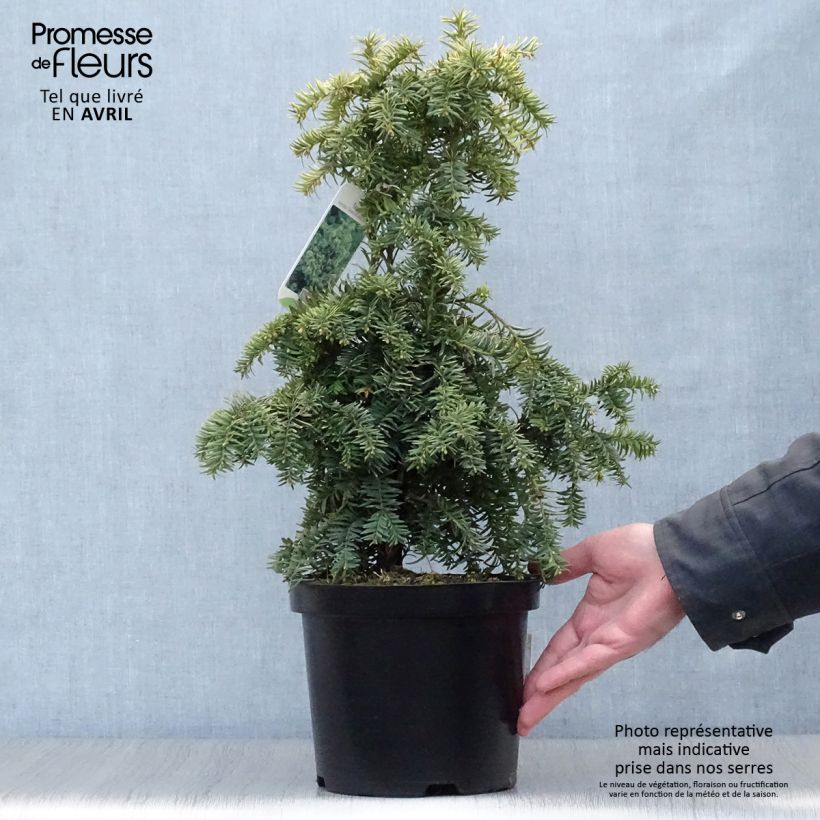 Example of Taxus baccata Dovastonii Aurea - Tasso comune Vaso da 2L/3L as you get in printemps