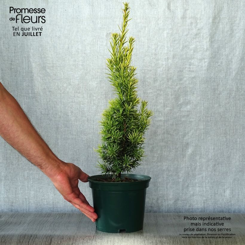 Esemplare di Taxus baccata Fastigiata Aurea - Tasso comune Vaso da 2L/3L consegnato in estate