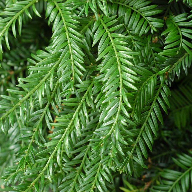 Taxus baccata Fastigiata Robusta - Tasso comune (Foliage)
