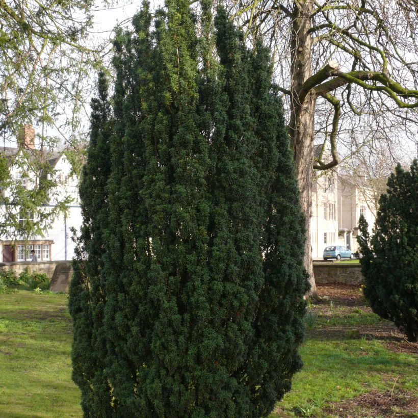 Taxus baccata Fastigiata Robusta - Tasso comune (Plant habit)