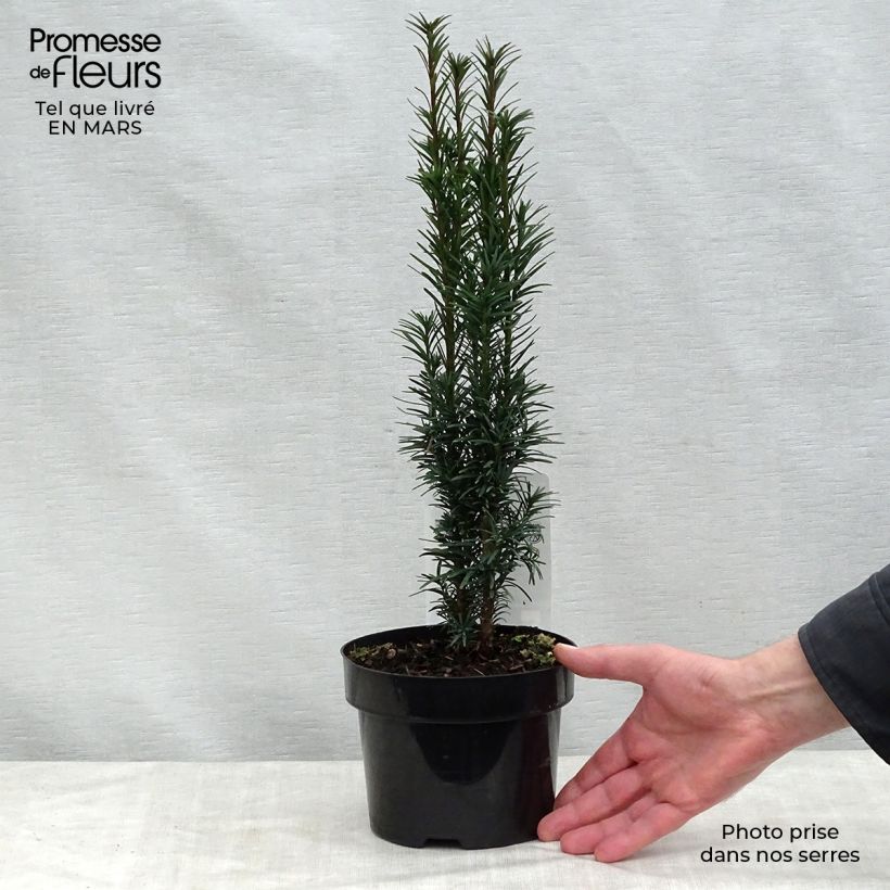 Example of Taxus baccata Fastigiata Robusta - Tasso comune Vaso da 2L/3L as you get in printemps