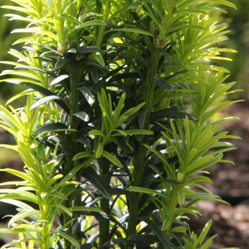 Taxus baccata Ivory Tower - Tasso comune (Fogliame)