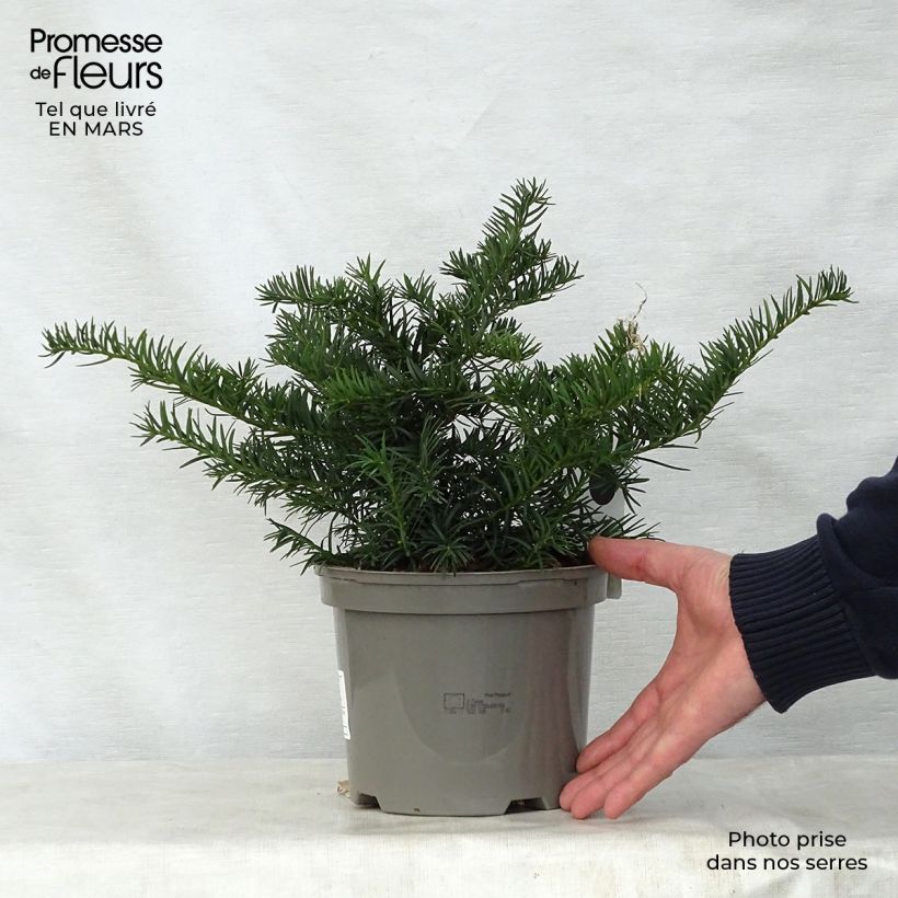 Example of Taxus baccata Repandens - Tasso comune Vaso da 2L/3L as you get in printemps