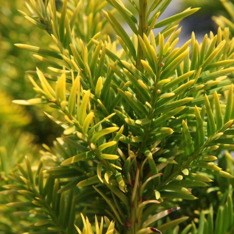 Taxus baccata Semperaurea - Tasso comune (Foliage)