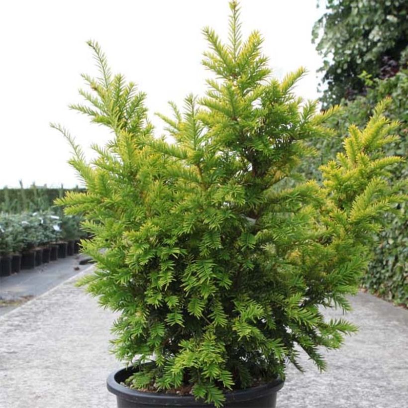 Taxus baccata Semperaurea - Tasso comune (Plant habit)