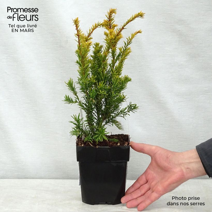 Example of Taxus baccata Semperaurea - Tasso comune Vaso da 2L/3L as you get in printemps