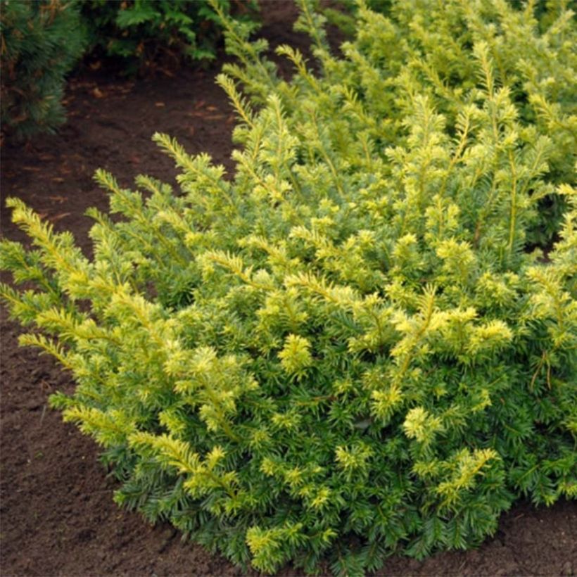 Taxus baccata Summergold - Tasso comune (Fogliame)