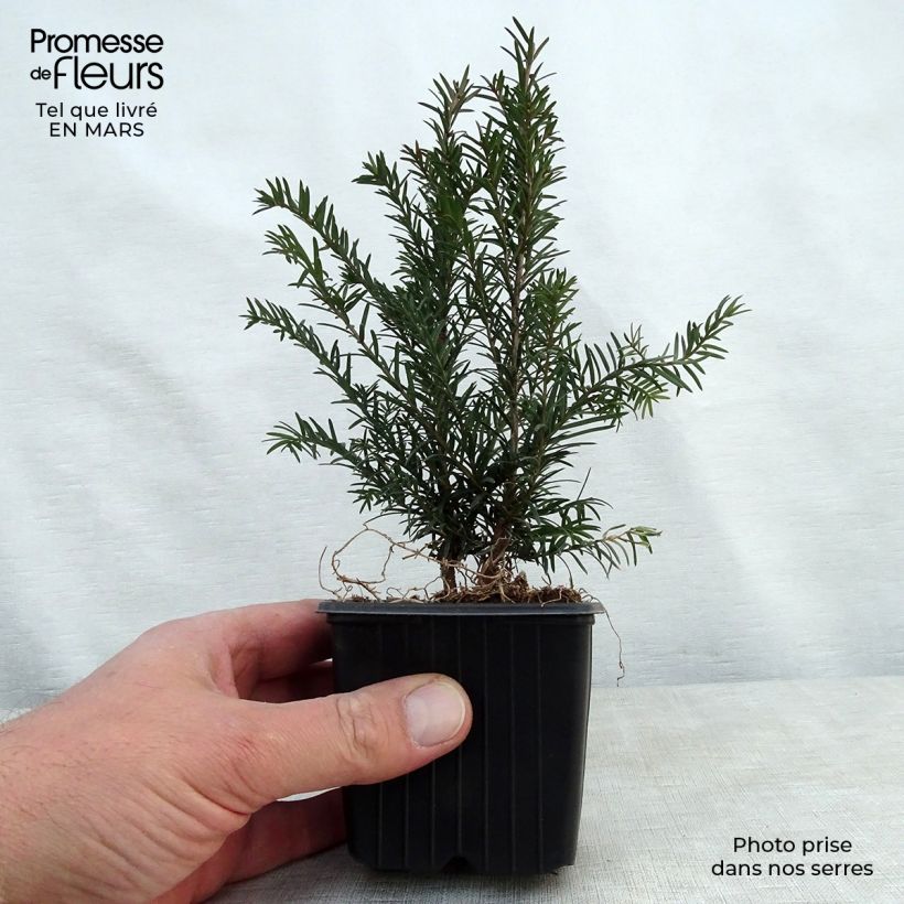 Taxus baccata - Tasso comune Vasetto da 8/9 cm esemplare consegnato in primavera