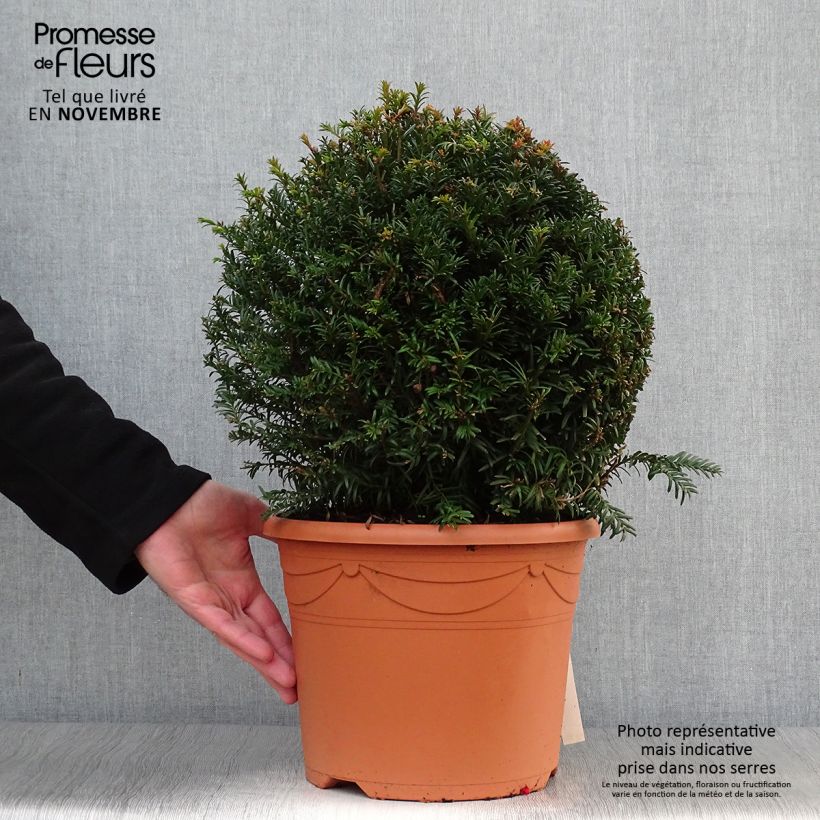 Esemplare di Taxus baccata - Tasso comune (palla) Vaso da 7,5L/10L, Palla come consegnato in autunno