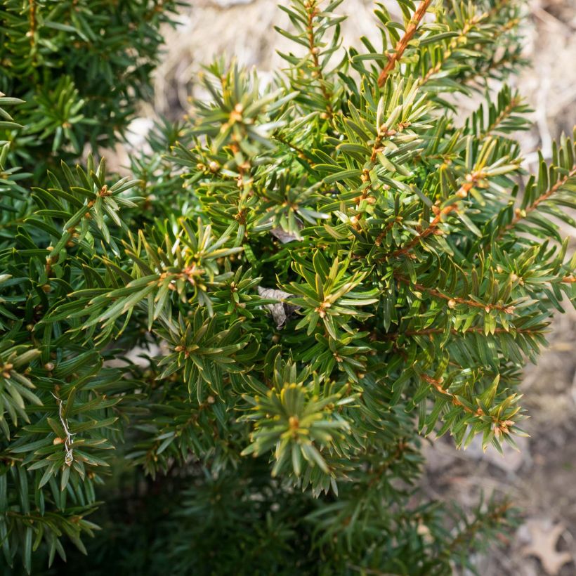 Taxus media Densiformis - Tasso (Foliage)