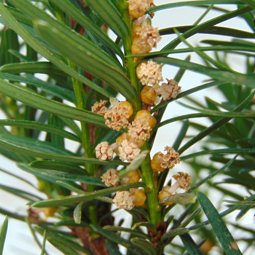 Taxus media Densiformis - Tasso (Flowering)
