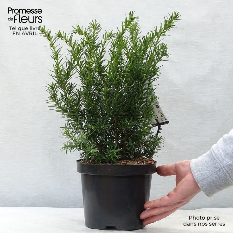 Example of Taxus media Densiformis - Tasso Vaso da 2L/3L as you get in printemps