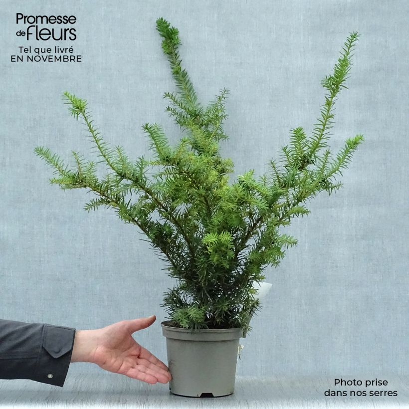 Esemplare di Taxus media Densiformis - Tasso Vaso da 2L/3L come consegnato in autunno