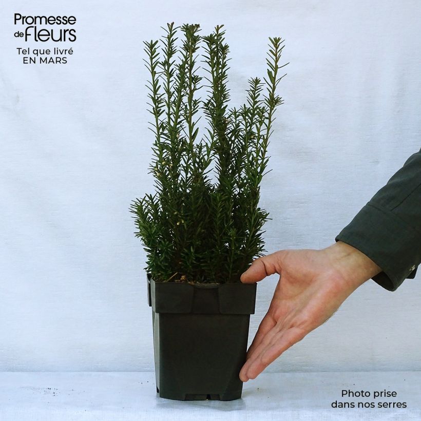 Example of Taxus media Hillii - Tasso Vaso da 2L/3L as you get in printemps