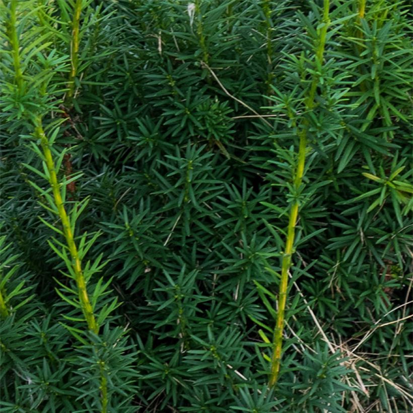Taxus media Hicksii - Tasso (Foliage)