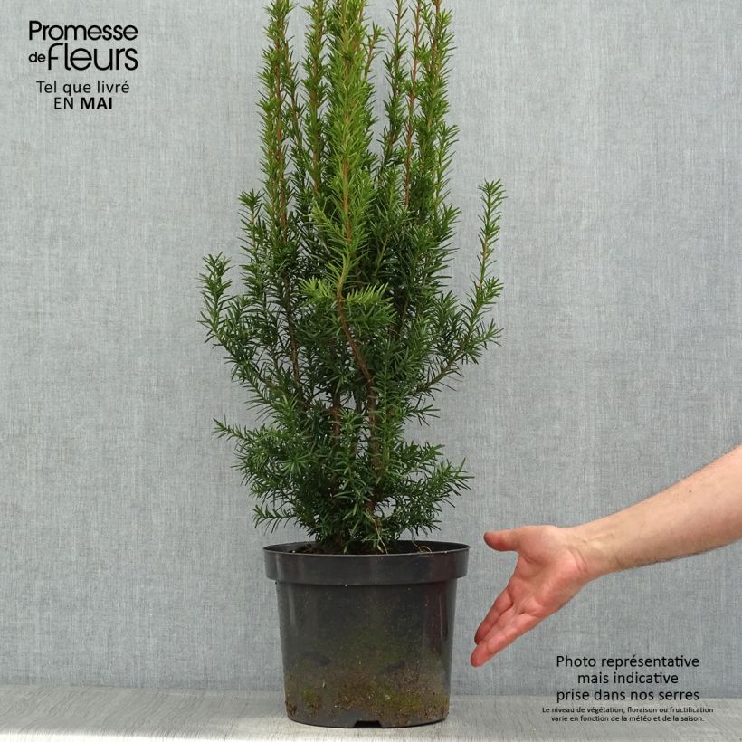 Example of Taxus media Hicksii - Tasso Vaso da 7,5L/10L as you get in printemps