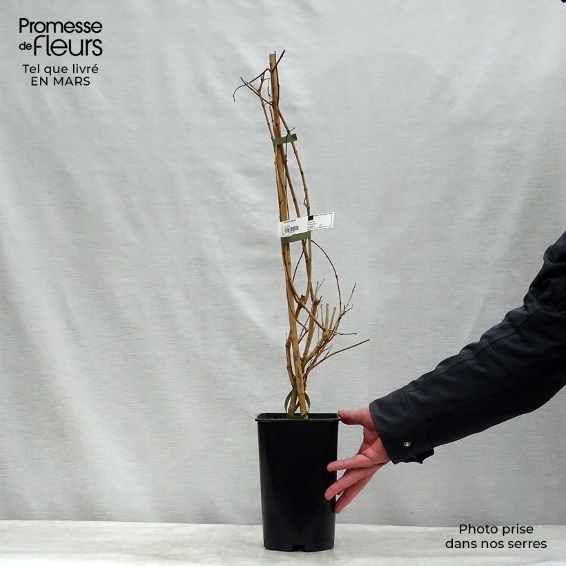 Tecoma capensis - Tecomaria del Capo Vaso da 2L/3L esemplare consegnato in primavera