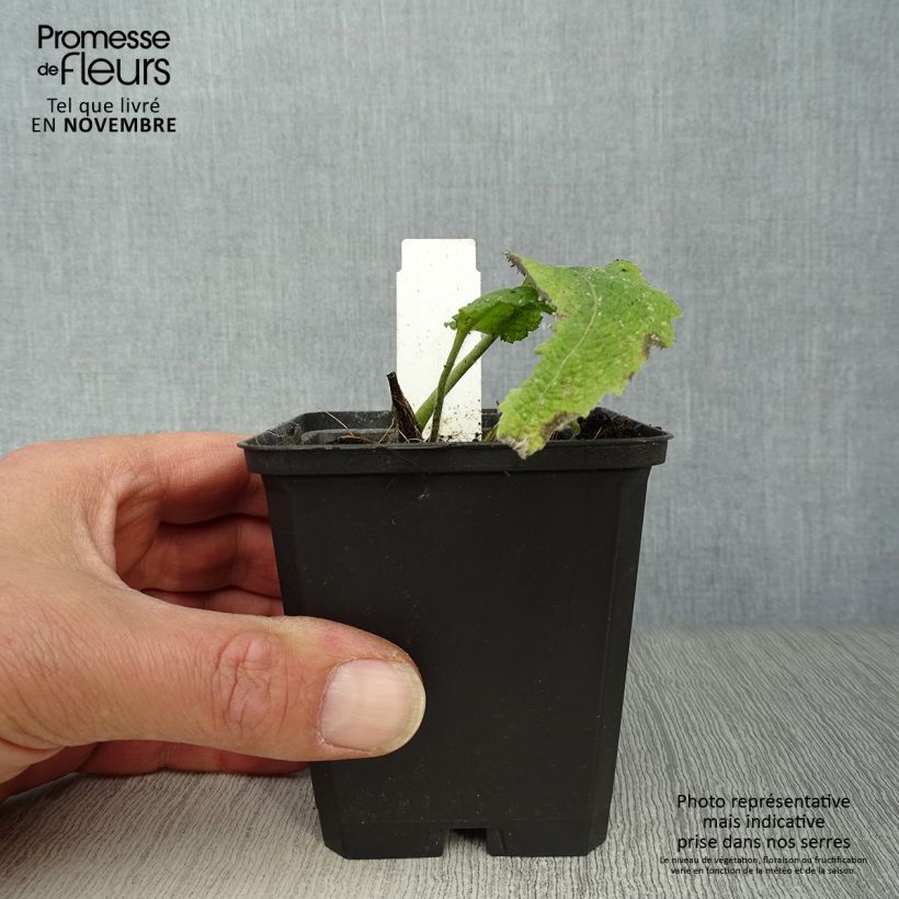 Esemplare di Telekia speciosa - Erba regina maggiore Vasetto da 8/9 cm come consegnato in autunno