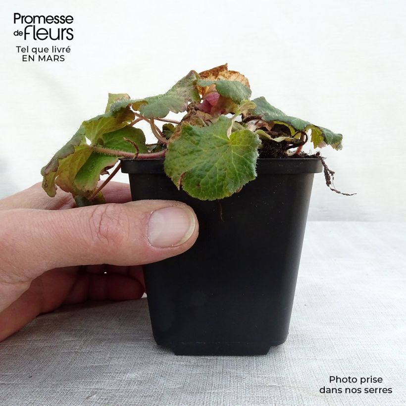 Tellima grandiflora Vasetto da 8/9 cm esemplare consegnato in primavera