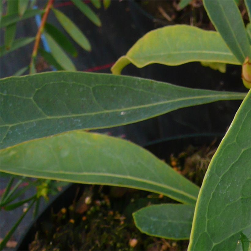 Telopea Emperor's Torch (Foliage)