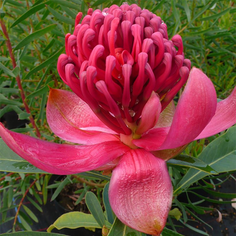 Telopea Emperor's Torch (Flowering)