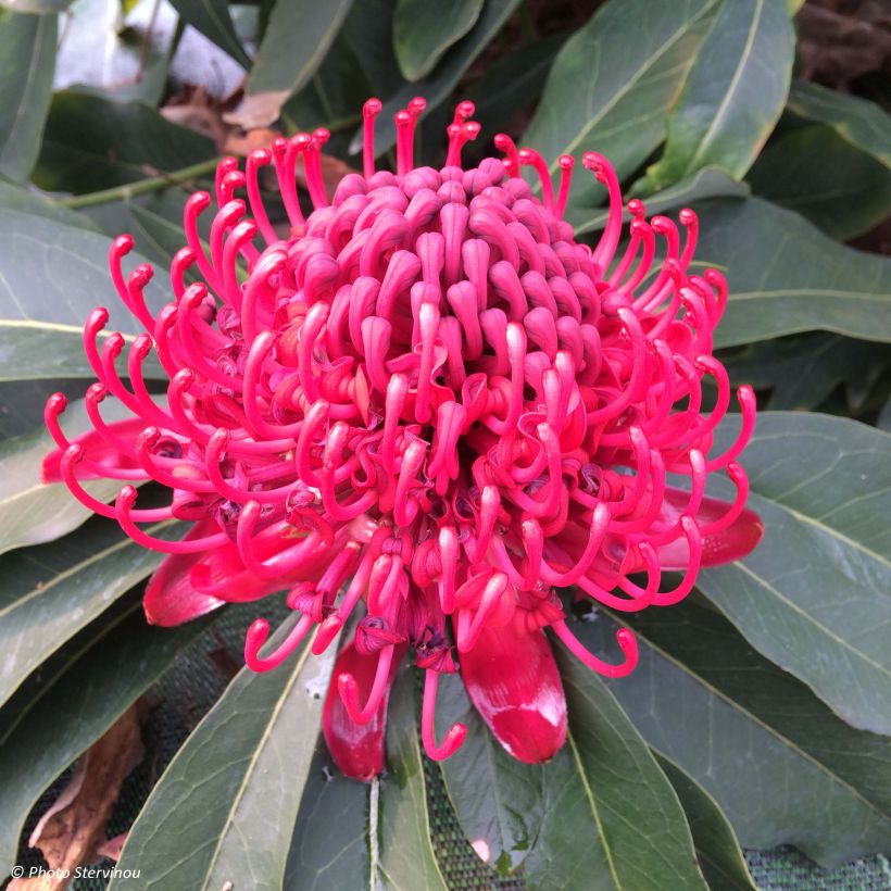 Telopea speciosissima - Waratah (Fioritura)