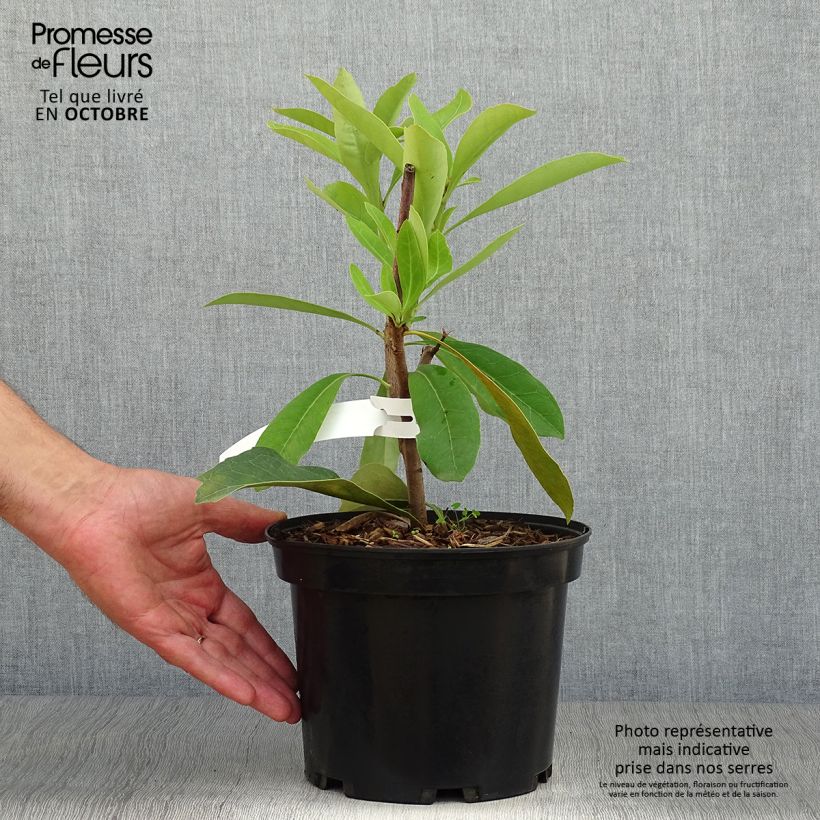 Esemplare di Telopea speciosissima - Waratah Vaso da 4L/5L come consegnato in autunno