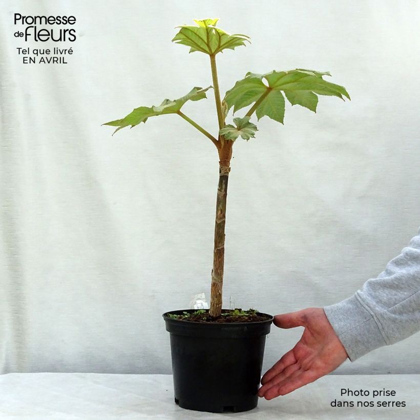 Example of Tetrapanax papyrifera Rex Vaso da 3L/4L as you get in printemps