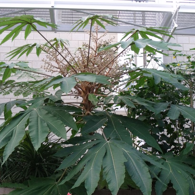 Tetrapanax papyrifera Rex (Foliage)