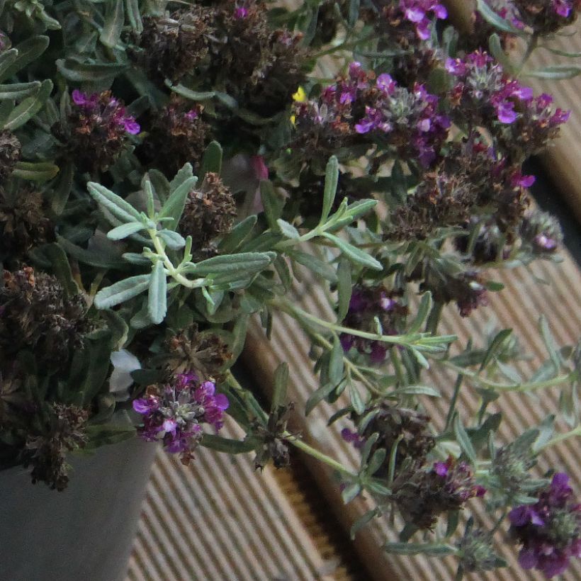 Teucrium ackermannii (Foliage)