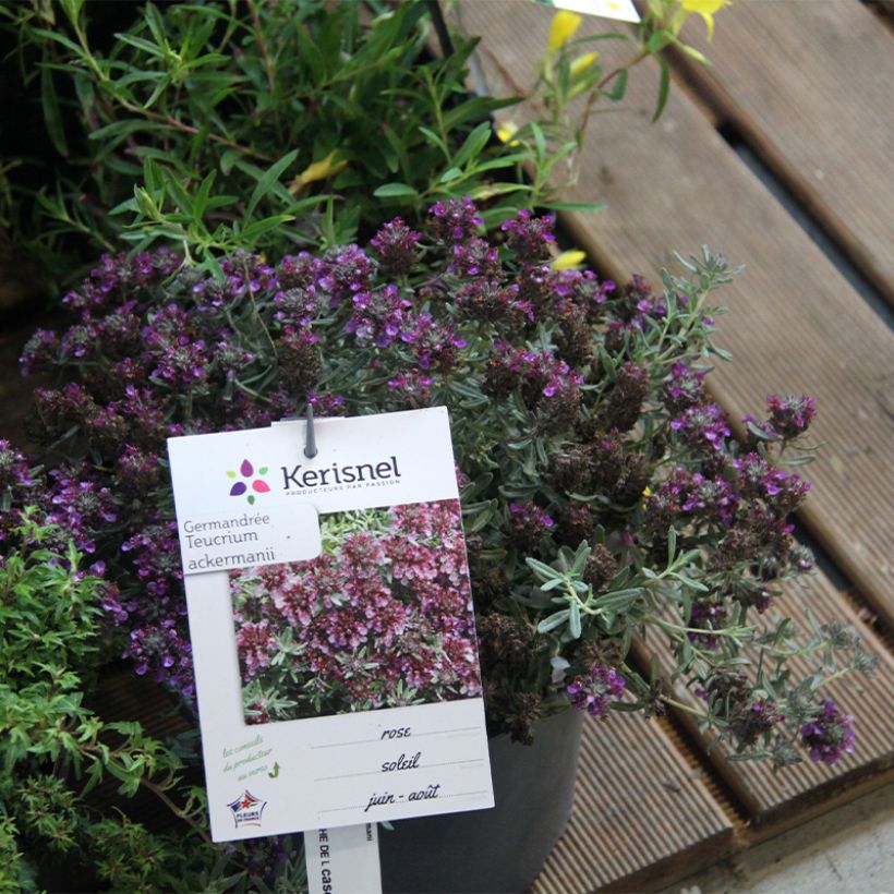 Teucrium ackermannii (Plant habit)