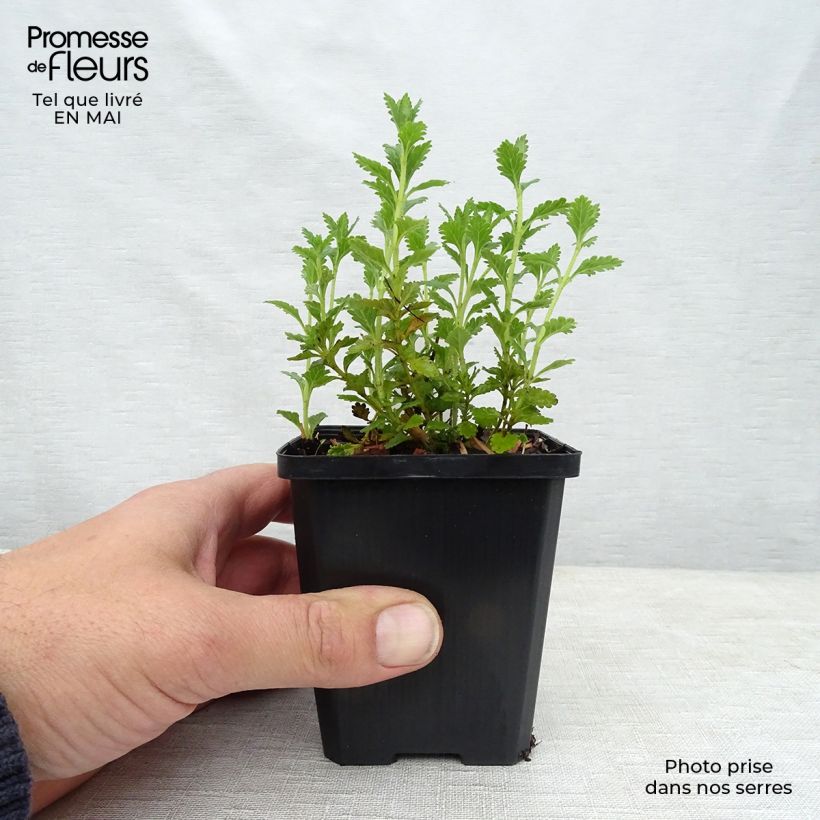 Example of Teucrium chamaedrys Alba - Camedrio comune Vasetto da 8/9 cm as you get in printemps