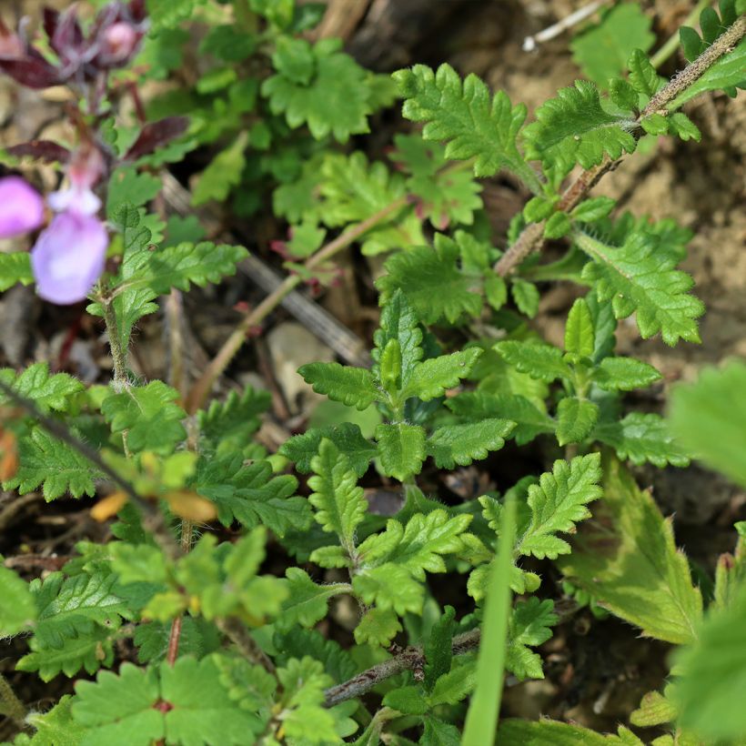 Teucrium chamaedrys Wild Form - Camedrio comune (Fogliame)