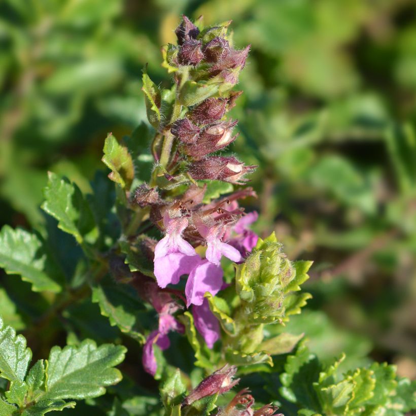 Teucrium chamaedrys Wild Form - Camedrio comune (Fioritura)
