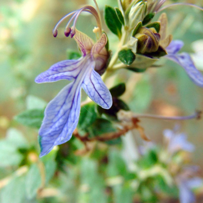 Teucrium fruticans Azureum (Flowering)